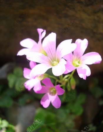 粉紅花朵图片