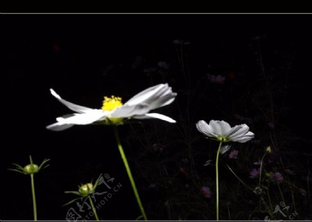 夜幕下的花朵图片