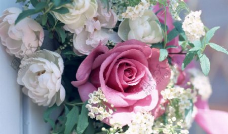 粉色玫瑰花朵白色玫瑰花图片