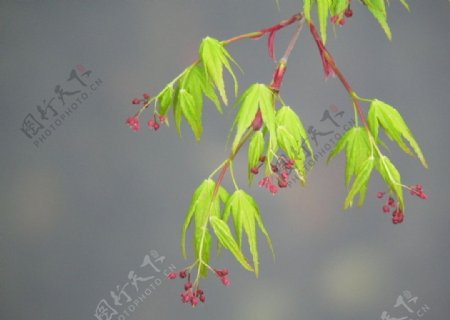 杭州迎春花图片