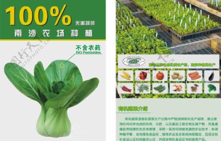 有机蔬菜宣传单图片