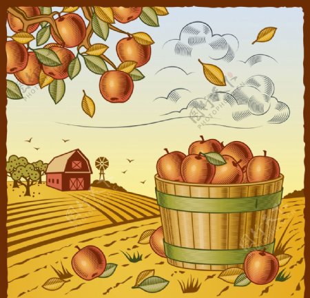 矢量丰收的苹果园图片