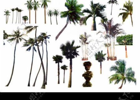 psd分层素材棕榈椰树1图片
