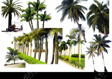 PSD分层素材棕榈椰树2图片