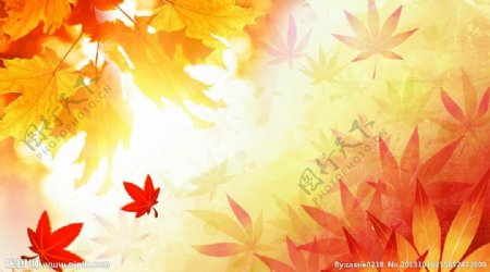 秋季海报枫叶图片