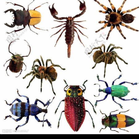爬行昆虫蜘蛛蝎子甲虫动物臭虫wlss图片