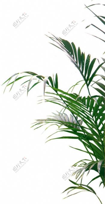 室内植物素材图片