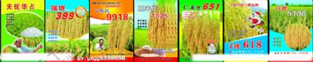 水稻宣传图片