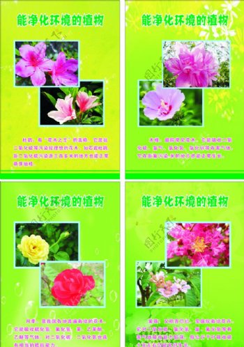 四种植物能净化环境的花图片