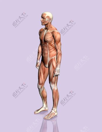 肌肉人体模型0124