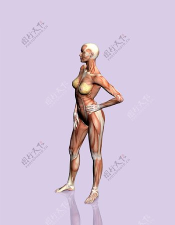 肌肉人体模型0125