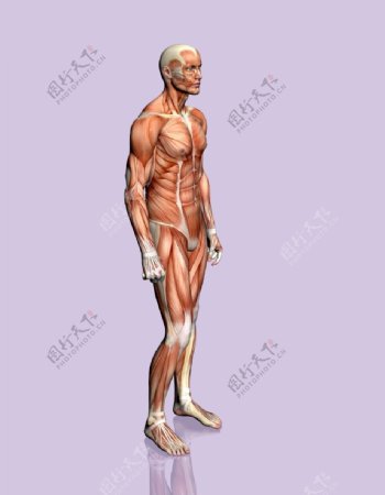 肌肉人体模型0129
