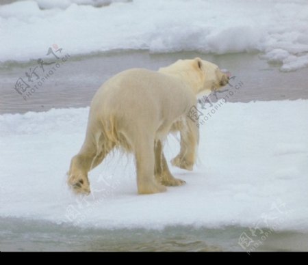 海狮冰雪熊0012