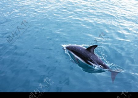 海中动物0018