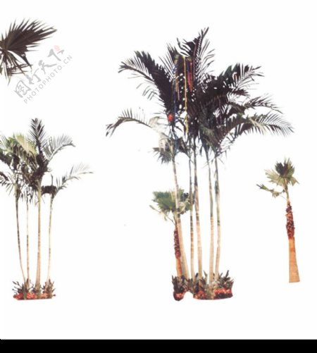 棕榈及椰树0012