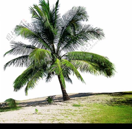 棕榈及椰树0015