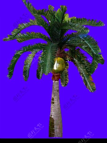 棕榈及椰树0032