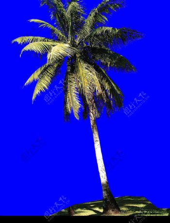 棕榈及椰树0042