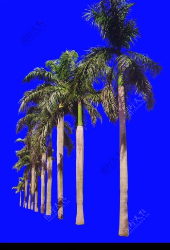 棕榈及椰树0048