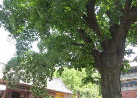 永泰寺娑罗树