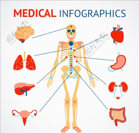 人类骨骼和器官医学信息图