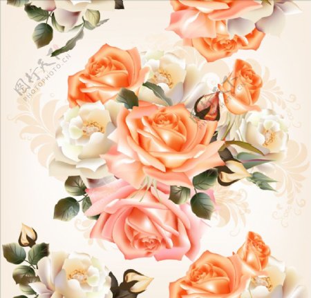 橘色白色玫瑰花
