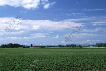 农作物风景