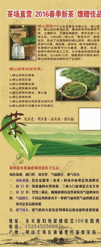 茶场直营春季新茶崂山绿茶