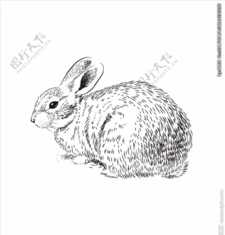 素描动物图案下载兔子矢量图下载
