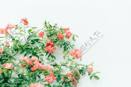花卉摄影蔷薇