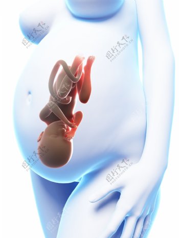 胚胎