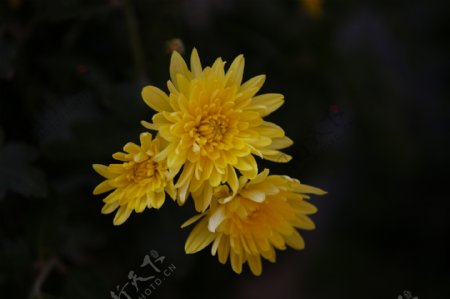 三朵黄色菊花