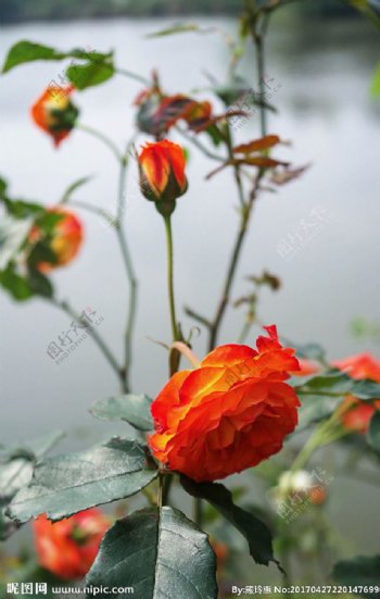橘黄色玫瑰花