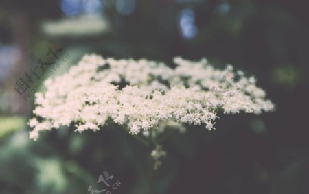 花卉鲜花白色小花