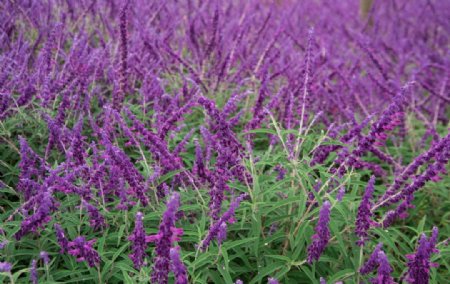 紫柳花丛