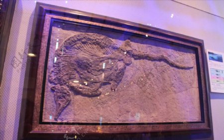 广东省博物馆恐龙化石