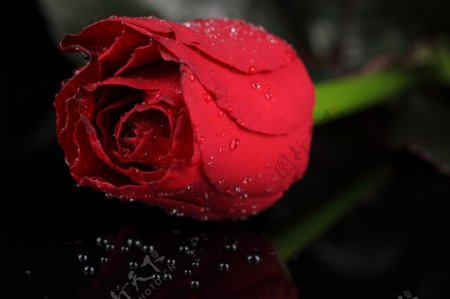 浪漫的玫瑰花高清