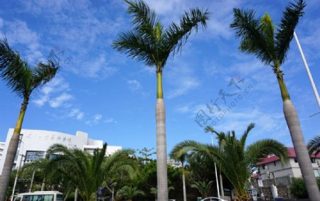 厦门风光蓝天椰子树