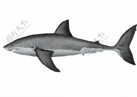 水彩大白鲨