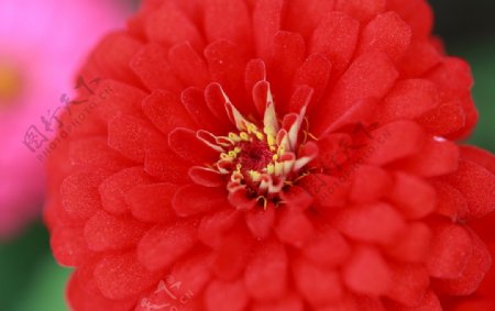 漂亮的红色花