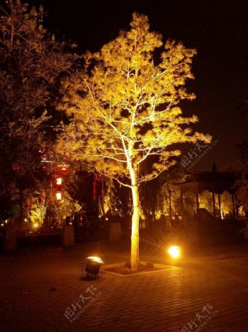 夜晚灯光树