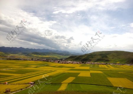 西藏农田