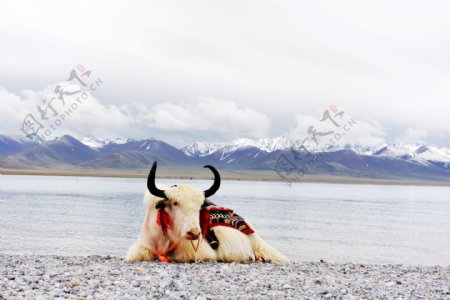 西藏纳木错牦牛