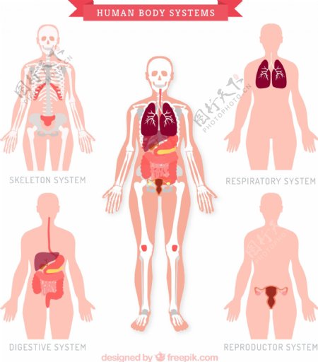 人体五大系统