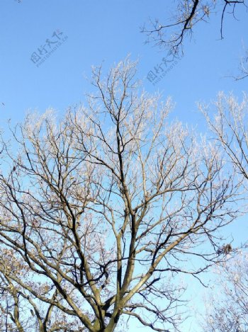 麻栎树枝