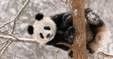 冬天中的大熊猫