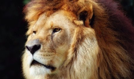狮子丛林之王