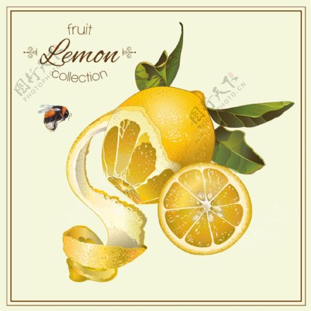 酸柠檬橙子柠檬蜂蜜矢量背景素材