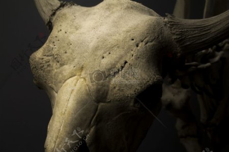 博物馆头骨骨骼牛头骨哺乳动物骨骼