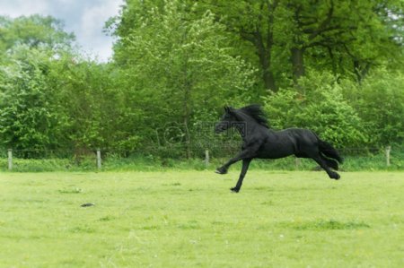 动物草甸自由跑步骑马速度疾驰没有鞍黑色美容